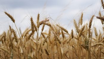wheat-field-2554351_1920